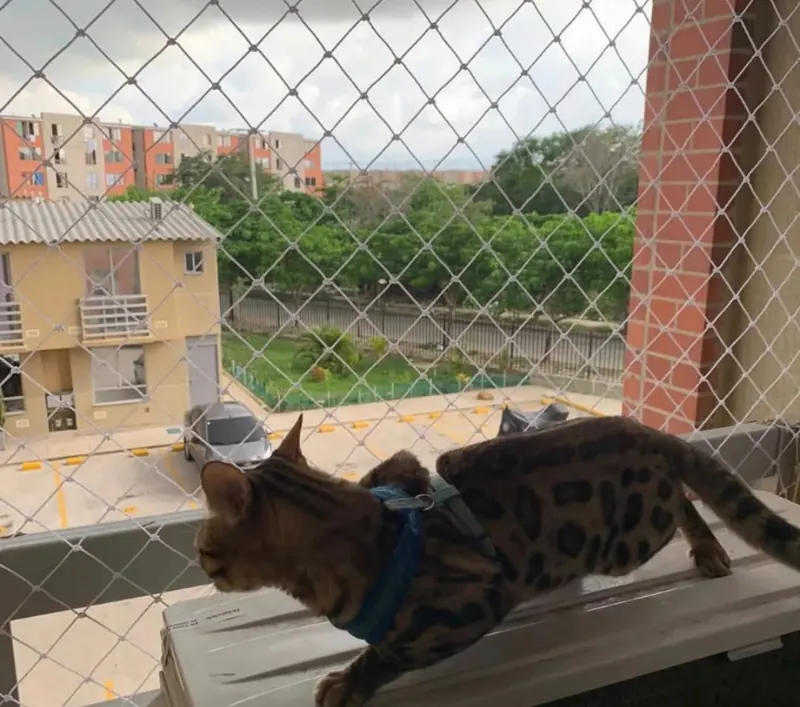 Gato bengala asomado a un balcón con malla de protección para mascotas
